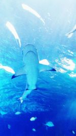 High angle view of fish in sea