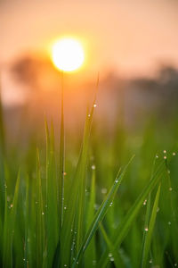 Close-up of dew drops on grass during sunset