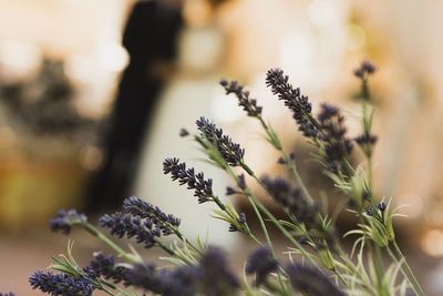 Close-up of flowering plant against blurred background