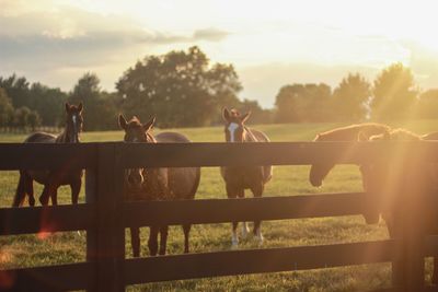 Horses on field against sky during sunset