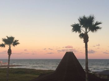 Silhouette of palm trees on beach