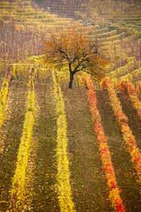 Scenic view of field during autumn