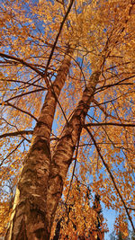 Low angle view of tree against sky during autumn