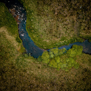 High angle view of plants by stream