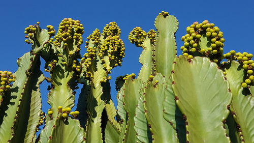 Low angle view of fruits on plant