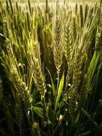 Close-up of wheat growing on field