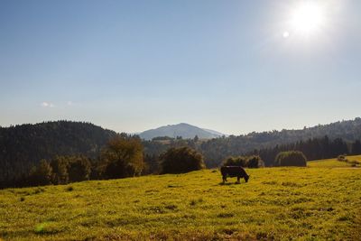 Cows grazing on field against sky