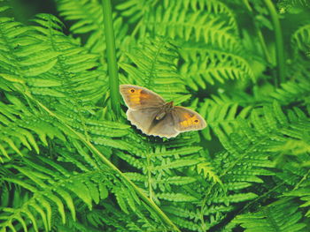 Close-up of butterfly perching on leaf