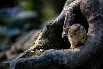 Close-up of squirrel on rock