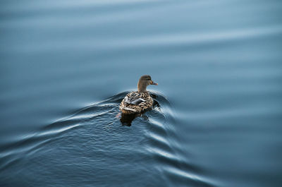 High angle view of bird swimming in lake