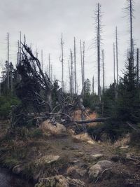 Trees in forest against sky