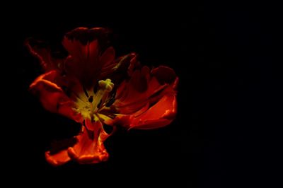 Close-up of red flower against black background