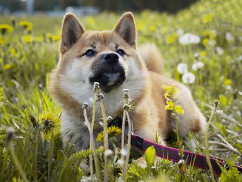 Close-up of dog