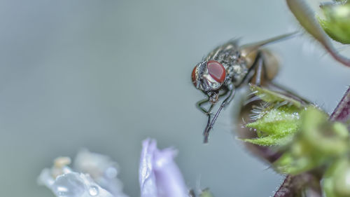 Close-up of insect on flower