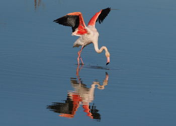 Bird flying over lake