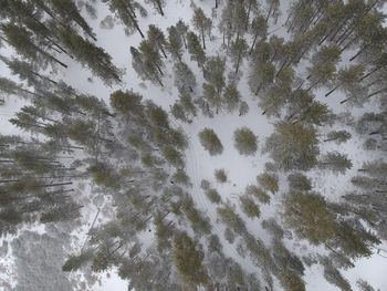 High angle view of pine trees on snow covered land