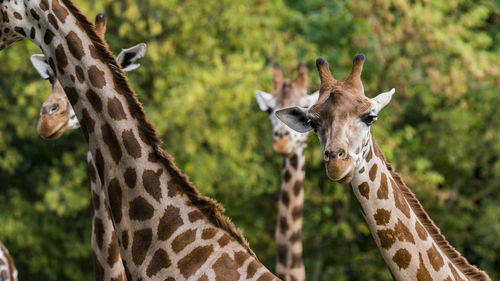 Giraffes against trees in zoo