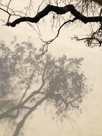 Bare trees against sky