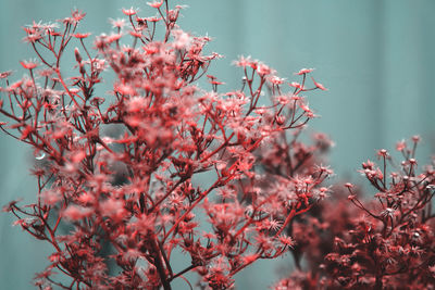 Close-up of pink cherry blossom tree