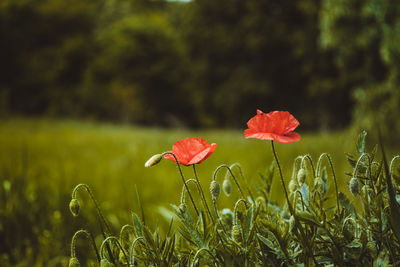 Close-up of red poppy flower on field