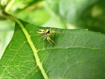 Close-up of insect on leaf