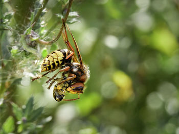 Close-up of insect on leaf