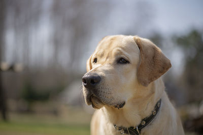 Active, smile and happy purebred labrador retriever dog standing outdoors