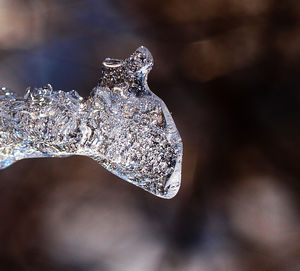 Close-up of water in snow