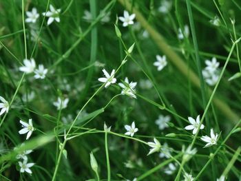 Close-up of white flowers