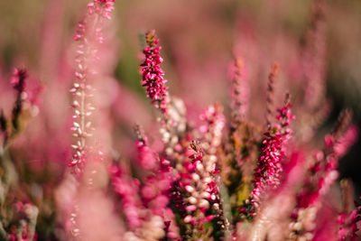 Close-up of pink flowering plant