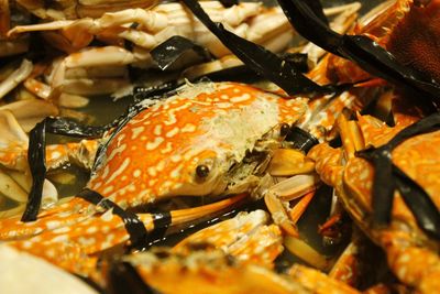 Close-up of crabs for sale at market