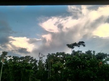 Low angle view of trees against sky