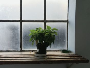 Potted plant on window sill