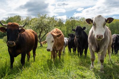 Cows standing in a field