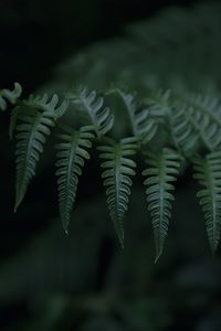 Close-up of fern leaves