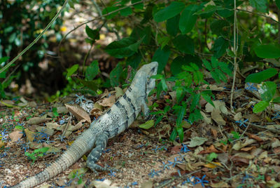 Close-up of lizard on land in forest