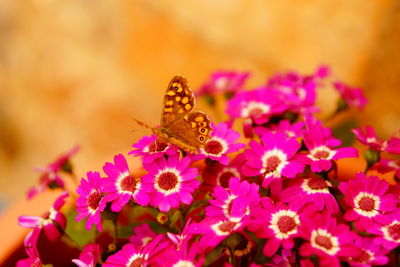 Close-up of honey bee on flowers