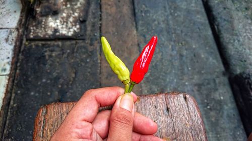 Photo of two chilies that have just been picked straight from the tree. 