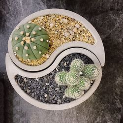 High angle view of potted plant in bowl