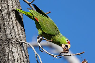 Red crowned parrot eating in a sweetgum tree