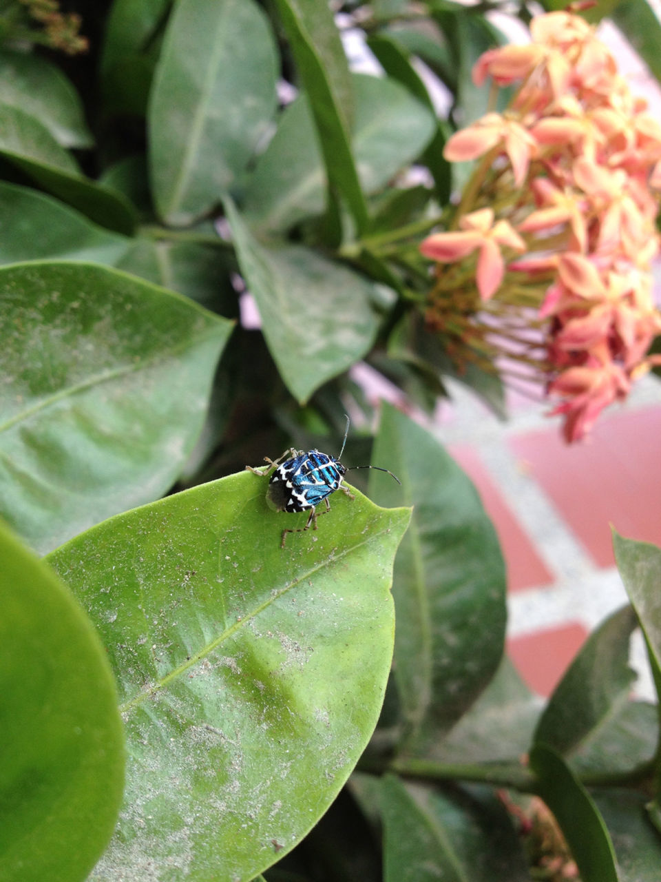 insect, animals in the wild, one animal, animal themes, wildlife, leaf, green color, butterfly - insect, plant, close-up, nature, butterfly, beauty in nature, high angle view, growth, animal markings, focus on foreground, day, outdoors, no people