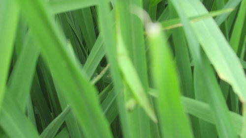 Full frame shot of bamboo plants