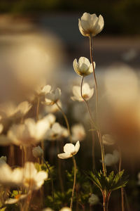 Close-up of white flowering plant on field