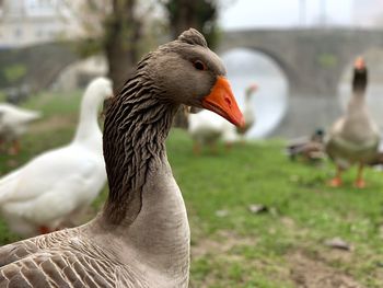 Close-up of duck on field