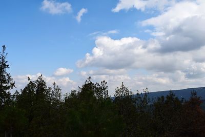 Low angle view of trees against sky