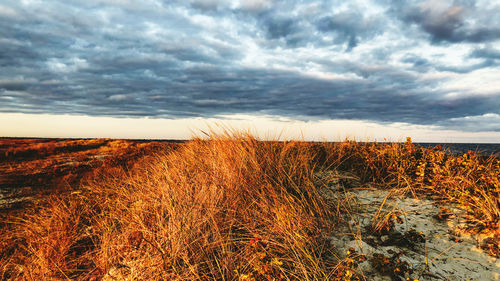 Plants on field against storm clouds