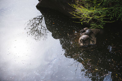 Reflection of trees in water