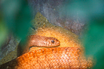 Close-up of lizard on wall