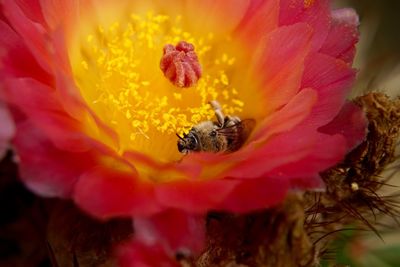 Close-up of bee in pink cactus flower