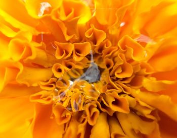 Macro shot of yellow flower